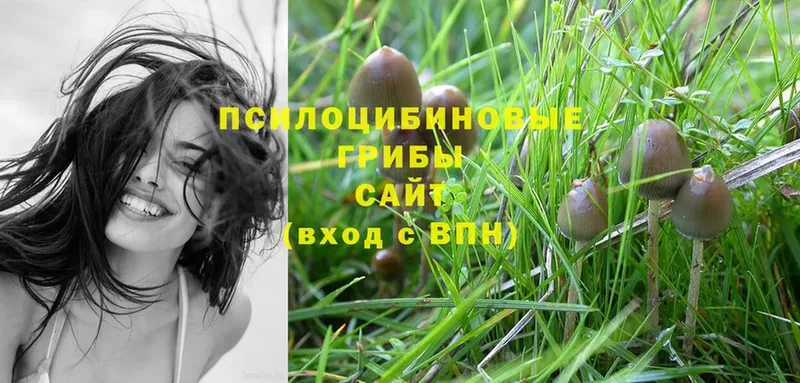 наркотики  Владимир  Псилоцибиновые грибы Psilocybine cubensis 